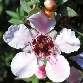 Gyógynövényes manuka mézek