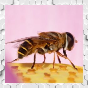 Méhmérges mézek