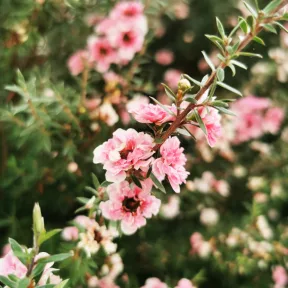 Manuka méz