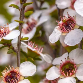 Tiszta manuka mézek