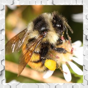 Szervezeterősítés