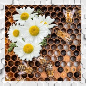 Méhpempő + Gyógynövény
