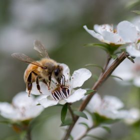 Méhmérges manuka mézek