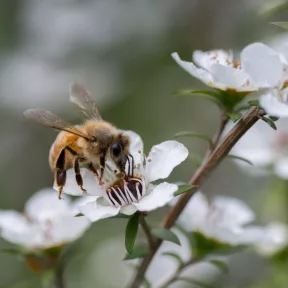 Méhmérges manuka mézek
