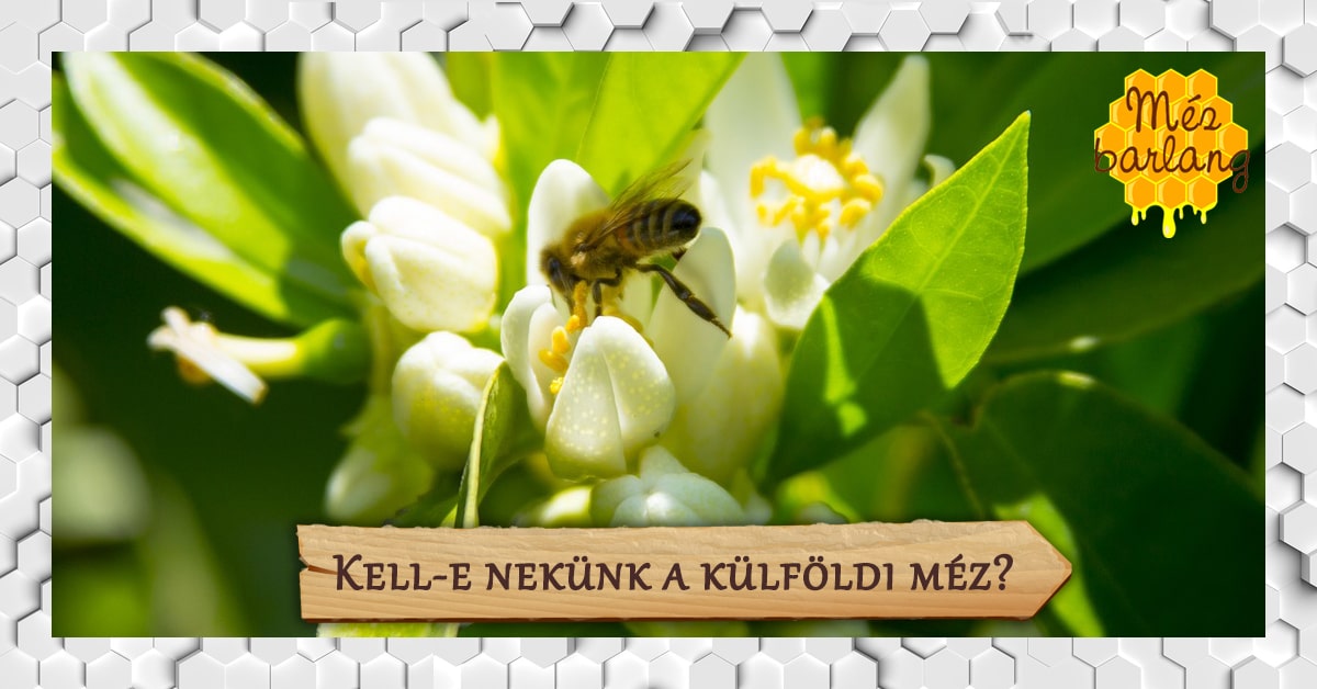 Kell-e nekünk a külföldi méz?