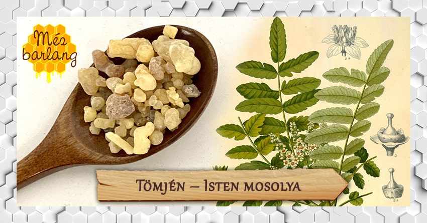 Tömjén – Isten mosolya