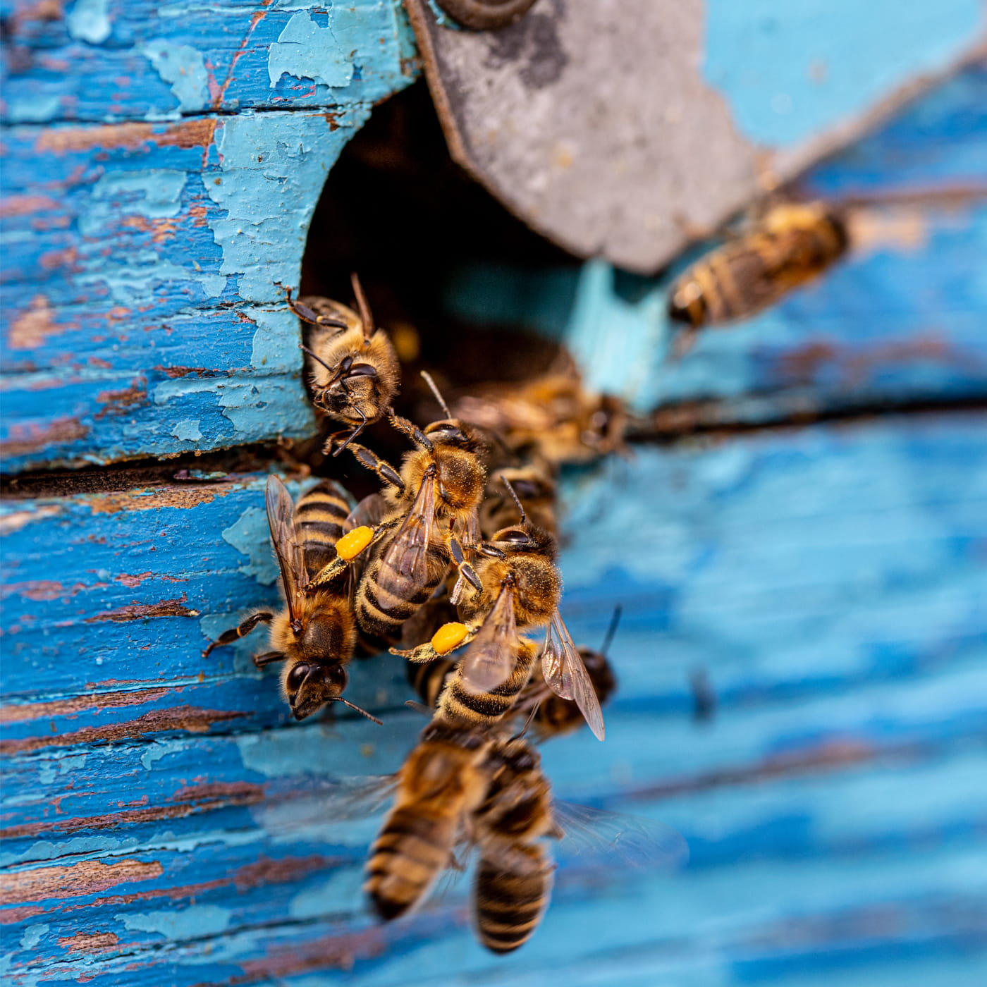 Méhek Napja: miért tartozunk ennyivel a méheknek?