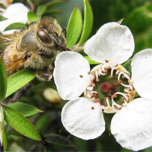 manuka